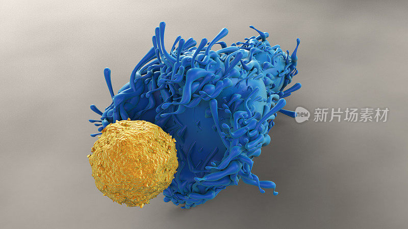树突状细胞和CD4 T细胞